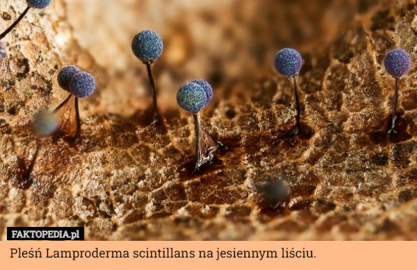 Pleśń Lamproderma scintillans na jesiennym liściu. 