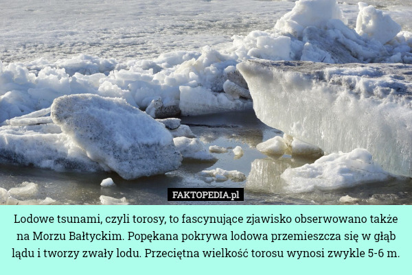 Lodowe tsunami, czyli torosy, to fascynujące zjawisko obserwowano także na Morzu Bałtyckim. Popękana pokrywa lodowa przemieszcza się w głąb lądu i tworzy zwały lodu. Przeciętna wielkość torosu wynosi zwykle 5-6 m. 