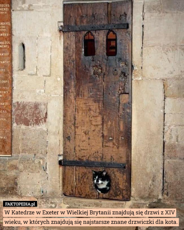 W Katedrze w Exeter w Wielkiej Brytanii znajdują się drzwi z XIV wieku, w których znajdują się najstarsze znane drzwiczki dla kota. 