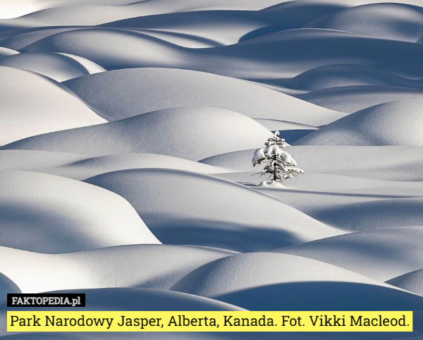 Park Narodowy Jasper, Alberta, Kanada. Fot. Vikki Macleod. 