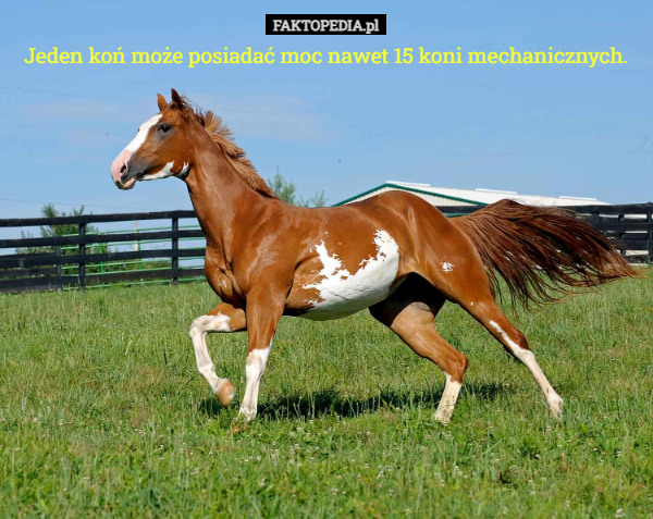Jeden koń może posiadać moc nawet 15 koni mechanicznych. 