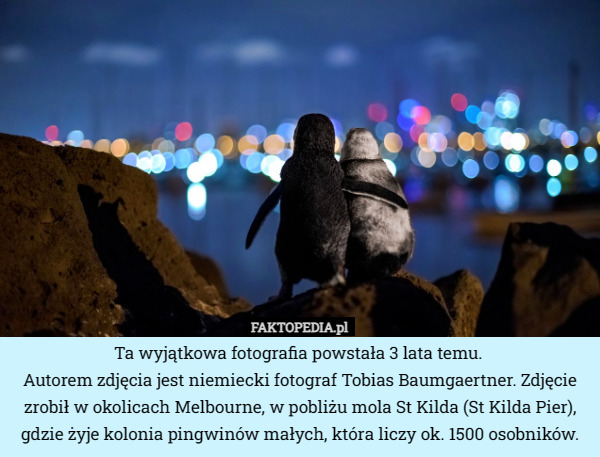 Ta wyjątkowa fotografia powstała 3 lata temu. 
Autorem zdjęcia jest niemiecki fotograf Tobias Baumgaertner. Zdjęcie zrobił w okolicach Melbourne, w pobliżu mola St Kilda (St Kilda Pier), gdzie żyje kolonia pingwinów małych, która liczy ok. 1500 osobników. 