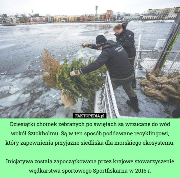 Dziesiątki choinek zebranych po świętach są wrzucane do wód wokół Sztokholmu. Są w ten sposób poddawane recyklingowi, który zapewnienia przyjazne siedliska dla morskiego ekosystemu.

Inicjatywa została zapoczątkowana przez krajowe stowarzyszenie wędkarstwa sportowego Sportfiskarna w 2016 r. 