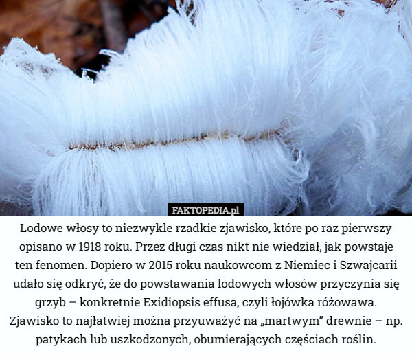 Lodowe włosy to niezwykle rzadkie zjawisko, które po raz pierwszy opisano w 1918 roku. Przez długi czas nikt nie wiedział, jak powstaje ten fenomen. Dopiero w 2015 roku naukowcom z Niemiec i Szwajcarii udało się odkryć, że do powstawania lodowych włosów przyczynia się grzyb – konkretnie Exidiopsis effusa, czyli łojówka różowawa. Zjawisko to najłatwiej można przyuważyć na „martwym” drewnie – np. patykach lub uszkodzonych, obumierających częściach roślin. 