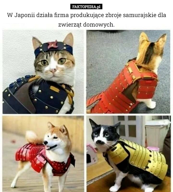 W Japonii działa firma produkujące zbroje samurajskie dla zwierząt domowych. 