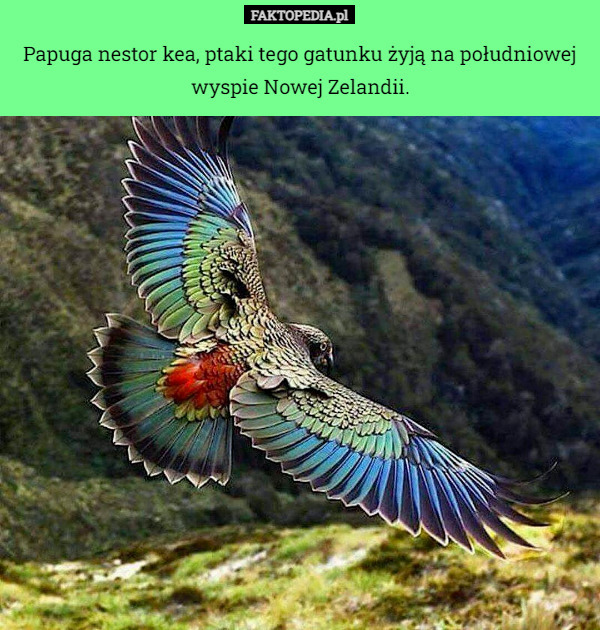 Papuga nestor kea, ptaki tego gatunku żyją na południowej
wyspie Nowej Zelandii. 