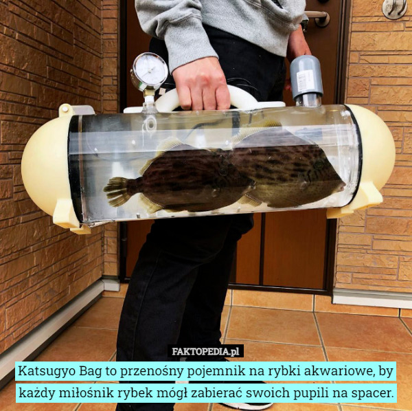 Katsugyo Bag to przenośny pojemnik na rybki akwariowe, by każdy miłośnik rybek mógł zabierać swoich pupili na spacer. 