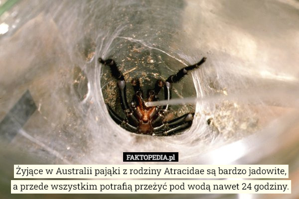 Żyjące w Australii pająki z rodziny Atracidae są bardzo jadowite,
 a przede wszystkim potrafią przeżyć pod wodą nawet 24 godziny. 