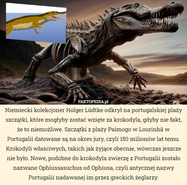 Niemiecki kolekcjoner Holger Lüdtke odkrył na portugalskiej plaży szczątki, które mogłyby zostać wzięte za krokodyla, gdyby nie fakt, że to niemożliwe. Szczątki z plaży Paimogo w Lourinhã w Portugalii datowane są na okres jury, czyli 150 milionów lat temu. Krokodyli właściwych, takich jak żyjące obecnie, wówczas jeszcze nie było. Nowe, podobne do krokodyla zwierzę z Portugalii zostało nazwane Ophiussasuchus od Ophiusa, czyli antycznej nazwy Portugalii nadawanej im przez greckich żeglarzy. 