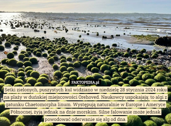 Setki zielonych, puszystych kul widziano w niedzielę 28 stycznia 2024 roku na plaży w duńskiej miejscowości Orehoved. Naukowcy uspokajają: to algi z gatunku Chaetomorpha linum. Występują naturalnie w Europie i Ameryce Północnej, żyją jednak na dnie morskim. Silne falowanie może jednak powodować oderwanie się alg od dna. 