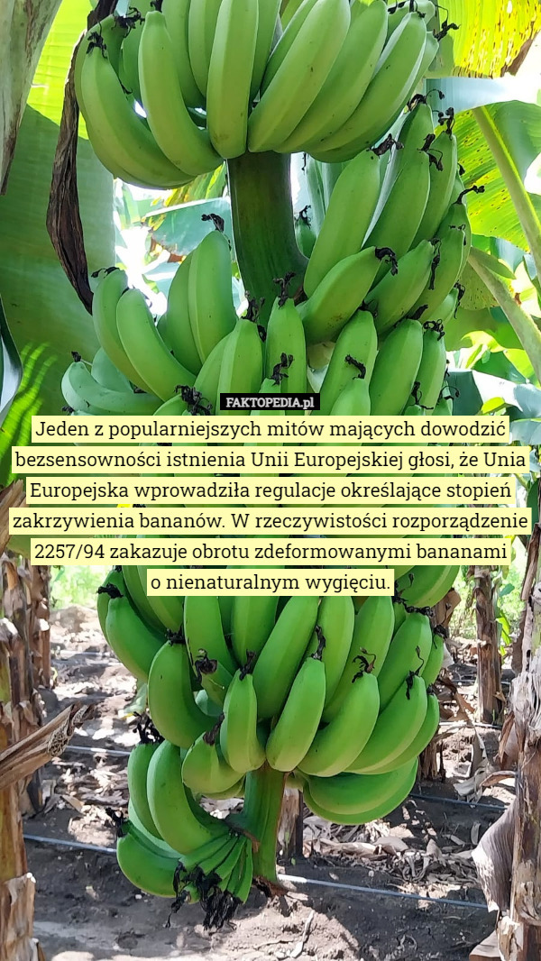 Jeden z popularniejszych mitów mających dowodzić bezsensowności istnienia Unii Europejskiej głosi, że Unia Europejska wprowadziła regulacje określające stopień zakrzywienia bananów. W rzeczywistości rozporządzenie 2257/94 zakazuje obrotu zdeformowanymi bananami
o nienaturalnym wygięciu. 