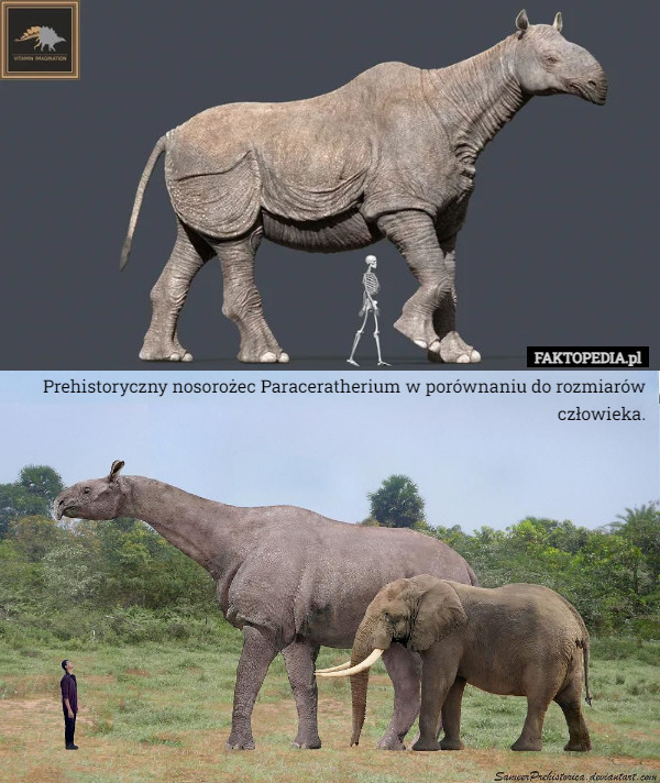 Prehistoryczny nosorożec Paraceratherium w porównaniu do rozmiarów człowieka. 