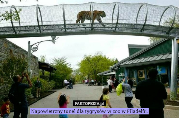 Napowietrzny tunel dla tygrysów w zoo w Filadelfii. 