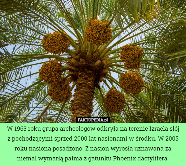 W 1963 roku grupa archeologów odkryła na terenie Izraela słój
z pochodzącymi sprzed 2000 lat nasionami w środku. W 2005 roku nasiona posadzono. Z nasion wyrosła uznawana za niemal wymarłą palma z gatunku Phoenix dactylifera. 