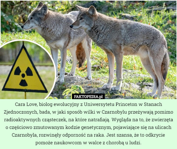 Cara Love, biolog ewolucyjny z Uniwersytetu Princeton w Stanach Zjednoczonych, bada, w jaki sposób wilki w Czarnobylu przeżywają pomimo radioaktywnych cząsteczek, na które natrafiają. Wygląda na to, że zwierzęta o częściowo zmutowanym kodzie genetycznym, pojawiające się na ulicach Czarnobyla, rozwinęły odporność na raka. Jest szansa, że to odkrycie pomoże naukowcom w walce z chorobą u ludzi. 
