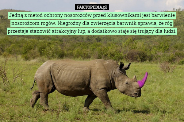 Jedną z metod ochrony nosorożców przed kłusownikami jest barwienie nosorożcom rogów. Niegroźny dla zwierzęcia barwnik sprawia, że róg przestaje stanowić atrakcyjny łup, a dodatkowo staje się trujący dla ludzi. 