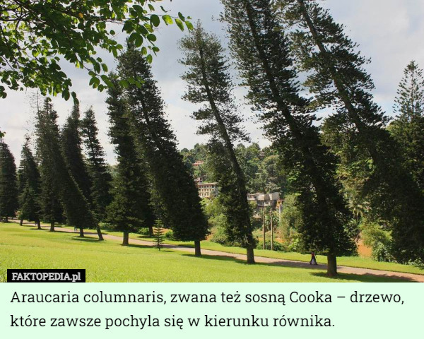 Araucaria columnaris, zwana też sosną Cooka – drzewo, które zawsze pochyla się w kierunku równika. 