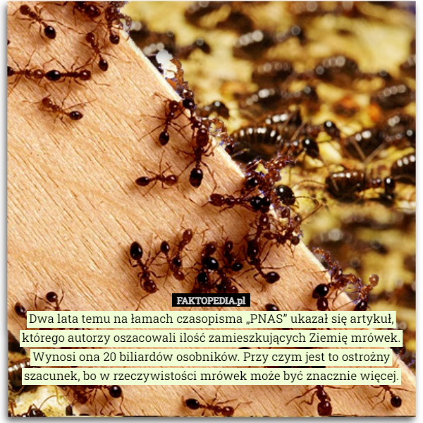 Dwa lata temu na łamach czasopisma „PNAS” ukazał się artykuł, którego autorzy oszacowali ilość zamieszkujących Ziemię mrówek. Wynosi ona 20 biliardów osobników. Przy czym jest to ostrożny szacunek, bo w rzeczywistości mrówek może być znacznie więcej. 