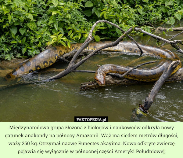 Międzynarodowa grupa złożona z biologów i naukowców odkryła nowy gatunek anakondy na północy Amazonii. Wąż ma siedem metrów długości, waży 250 kg. Otrzymał nazwę Eunectes akayima. Nowo odkryte zwierzę pojawia się wyłącznie w północnej części Ameryki Południowej, 