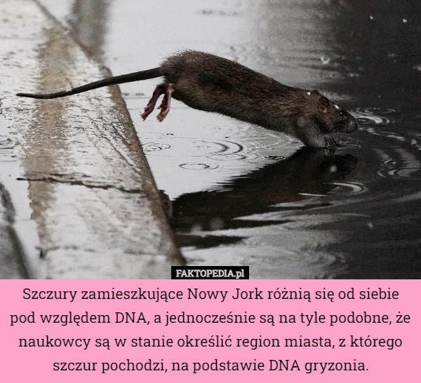 Szczury zamieszkujące Nowy Jork różnią się od siebie pod względem DNA, a jednocześnie są na tyle podobne, że naukowcy są w stanie określić region miasta, z którego szczur pochodzi, na podstawie DNA gryzonia. 