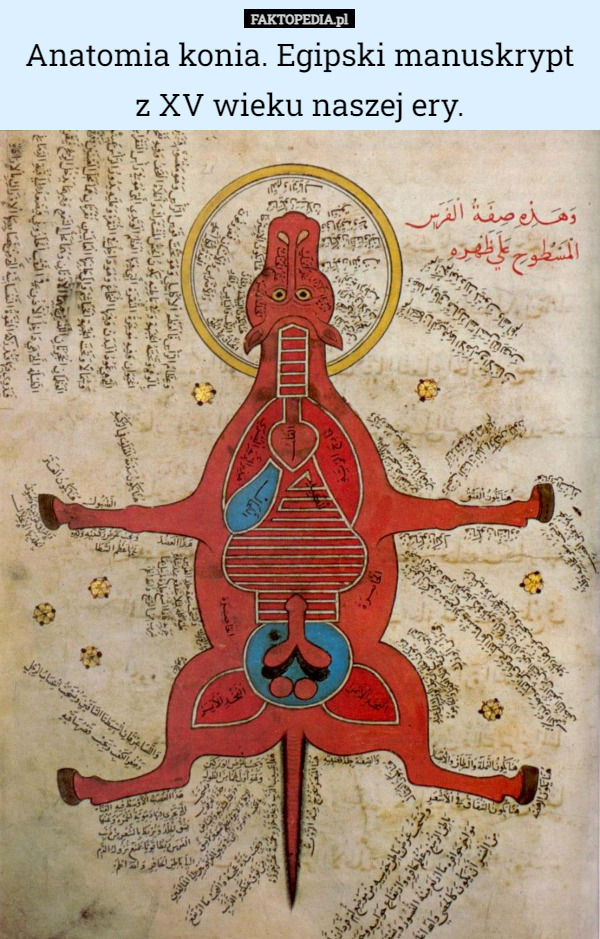 Anatomia konia. Egipski manuskrypt z XV wieku naszej ery. 