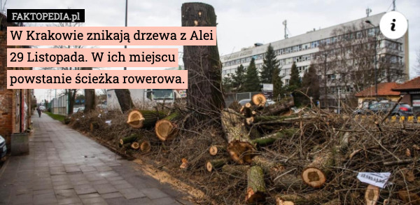 W Krakowie znikają drzewa z Alei 29 Listopada. W ich miejscu powstanie ścieżka rowerowa. 