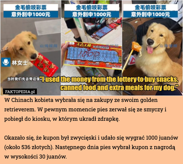 W Chinach kobieta wybrała się na zakupy ze swoim golden retrieverem. W pewnym momencie pies zerwał się ze smyczy i pobiegł do kiosku, w którym ukradł zdrapkę.

Okazało się, że kupon był zwycięski i udało się wygrać 1000 juanów (około 536 złotych). Następnego dnia pies wybrał kupon z nagrodą w wysokości 30 juanów. 