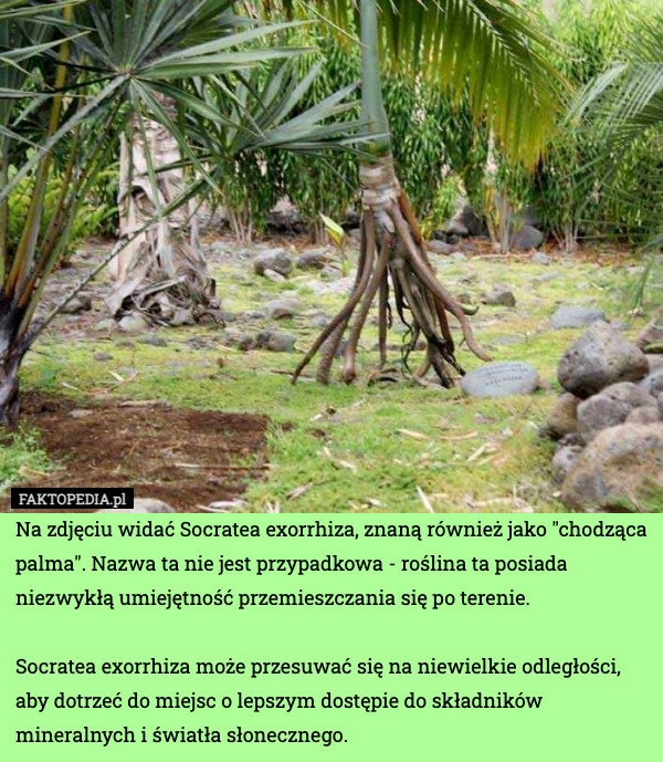 Na zdjęciu widać Socratea exorrhiza, znaną również jako "chodząca palma". Nazwa ta nie jest przypadkowa - roślina ta posiada niezwykłą umiejętność przemieszczania się po terenie.

Socratea exorrhiza może przesuwać się na niewielkie odległości, aby dotrzeć do miejsc o lepszym dostępie do składników mineralnych i światła słonecznego. 