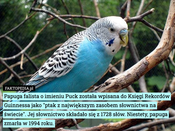 Papuga falista o imieniu Puck została wpisana do Księgi Rekordów Guinnessa jako "ptak z największym zasobem słownictwa na świecie". Jej słownictwo składało się z 1728 słów. Niestety, papuga zmarła w 1994 roku. 