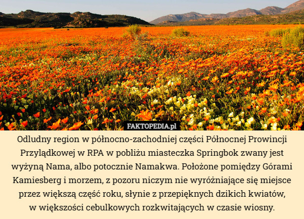 Odludny region w północno-zachodniej części Północnej Prowincji Przylądkowej w RPA w pobliżu miasteczka Springbok zwany jest wyżyną Nama, albo potocznie Namakwa. Położone pomiędzy Górami Kamiesberg i morzem, z pozoru niczym nie wyróżniające się miejsce przez większą część roku, słynie z przepięknych dzikich kwiatów,
 w większości cebulkowych rozkwitających w czasie wiosny. 