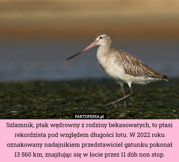 Szlamnik, ptak wędrowny z rodziny bekasowatych, to ptasi rekordzista pod względem długości lotu. W 2022 roku oznakowany nadajnikiem przedstawiciel gatunku pokonał 13 560 km, znajdując się w locie przez 11 dób non stop. 