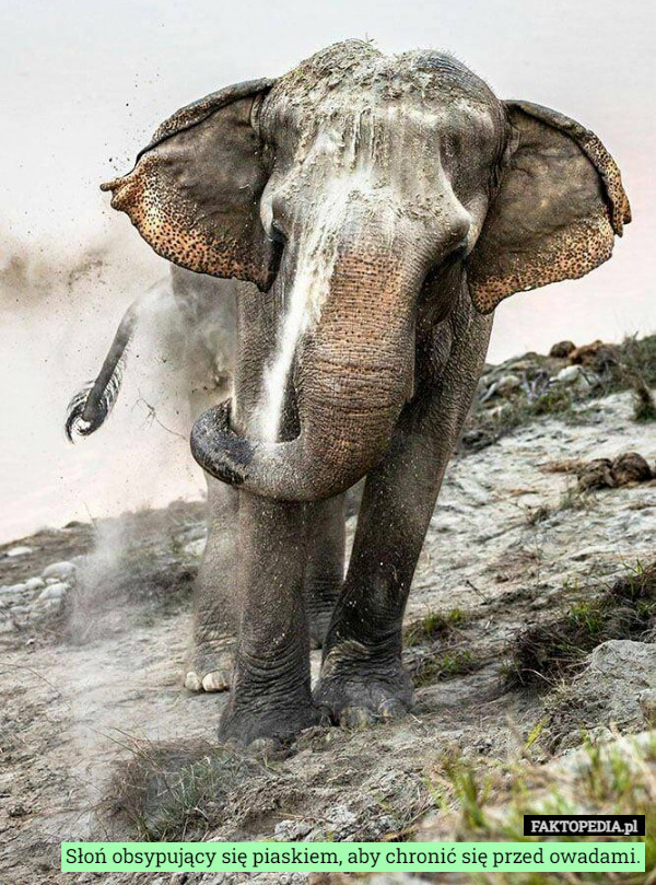 Słoń obsypujący się piaskiem, aby chronić się przed owadami. 