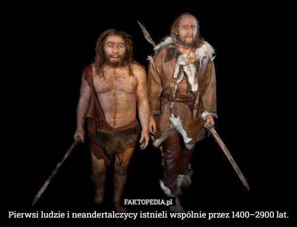 Pierwsi ludzie i neandertalczycy istnieli wspólnie przez 1400–2900 lat. 