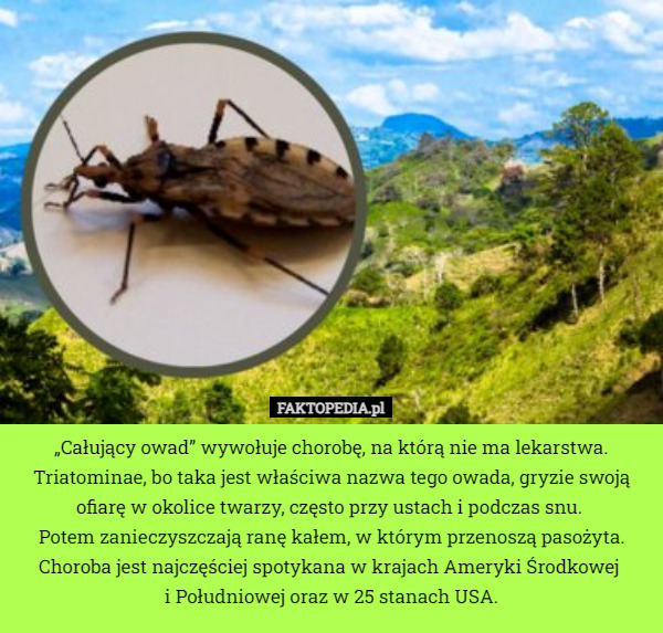 „Całujący owad” wywołuje chorobę, na którą nie ma lekarstwa. Triatominae, bo taka jest właściwa nazwa tego owada, gryzie swoją ofiarę w okolice twarzy, często przy ustach i podczas snu. 
Potem zanieczyszczają ranę kałem, w którym przenoszą pasożyta. Choroba jest najczęściej spotykana w krajach Ameryki Środkowej 
i Południowej oraz w 25 stanach USA. 
