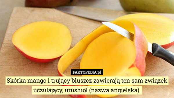 Skórka mango i trujący bluszcz zawierają ten sam związek uczulający, urushiol (nazwa angielska). 