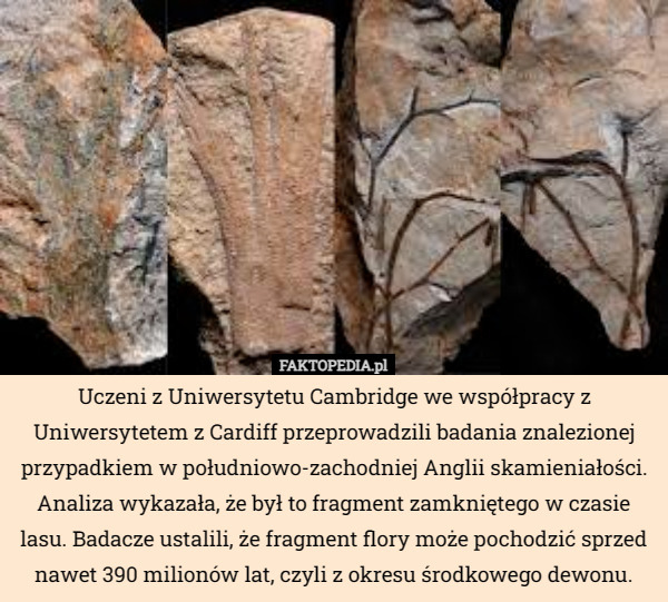 Uczeni z Uniwersytetu Cambridge we współpracy z Uniwersytetem z Cardiff przeprowadzili badania znalezionej przypadkiem w południowo-zachodniej Anglii skamieniałości. Analiza wykazała, że był to fragment zamkniętego w czasie lasu. Badacze ustalili, że fragment flory może pochodzić sprzed nawet 390 milionów lat, czyli z okresu środkowego dewonu. 