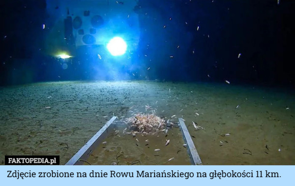 Zdjęcie zrobione na dnie Rowu Mariańskiego na głębokości 11 km. 