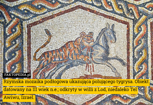 Rzymska mozaika podłogowa ukazująca polującego tygrysa. Obiekt datowany na III wiek n.e.; odkryty w willi z Lod, niedaleko Tel Awiwu, Izrael. 