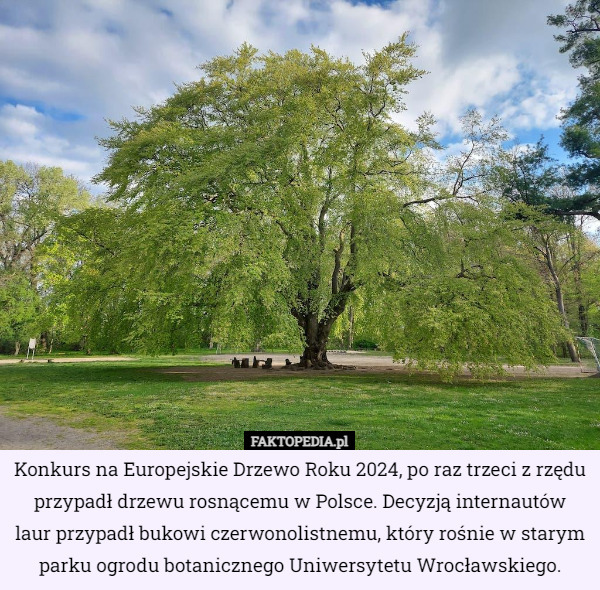 Konkurs na Europejskie Drzewo Roku 2024, po raz trzeci z rzędu przypadł drzewu rosnącemu w Polsce. Decyzją internautów laur przypadł bukowi czerwonolistnemu, który rośnie w starym parku ogrodu botanicznego Uniwersytetu Wrocławskiego. 