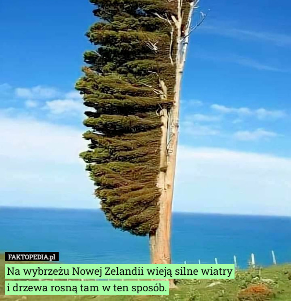 Na wybrzeżu Nowej Zelandii wieją silne wiatry
 i drzewa rosną tam w ten sposób. 