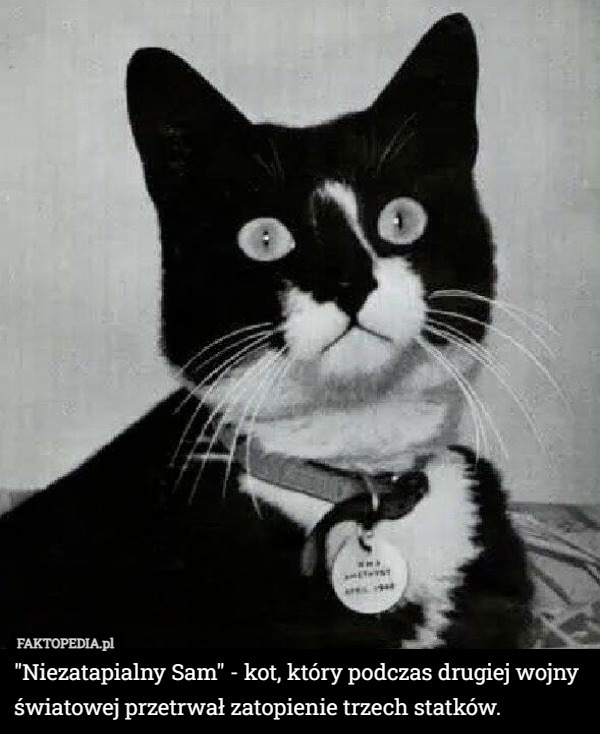 "Niezatapialny Sam" - kot, który podczas drugiej wojny światowej przetrwał zatopienie trzech statków. 