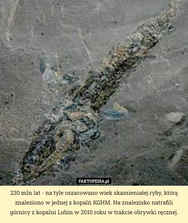 230 mln lat - na tyle oszacowano wiek skamieniałej ryby, którą znaleziono w jednej z kopalń KGHM. Na znalezisko natrafili górnicy z kopalni Lubin w 2010 roku w trakcie obrywki ręcznej. 
