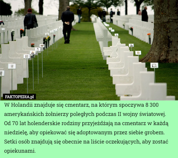 W Holandii znajduje się cmentarz, na którym spoczywa 8 300 amerykańskich żołnierzy poległych podczas II wojny światowej. Od 70 lat holenderskie rodziny przyjeżdżają na cmentarz w każdą niedzielę, aby opiekować się adoptowanym przez siebie grobem. Setki osób znajdują się obecnie na liście oczekujących, aby zostać opiekunami. 