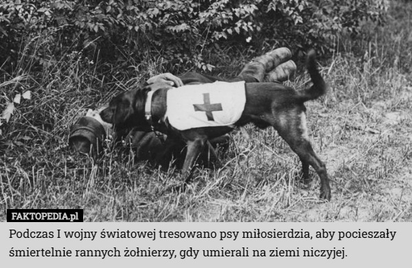 Podczas I wojny światowej tresowano psy miłosierdzia, aby pocieszały śmiertelnie rannych żołnierzy, gdy umierali na ziemi niczyjej. 