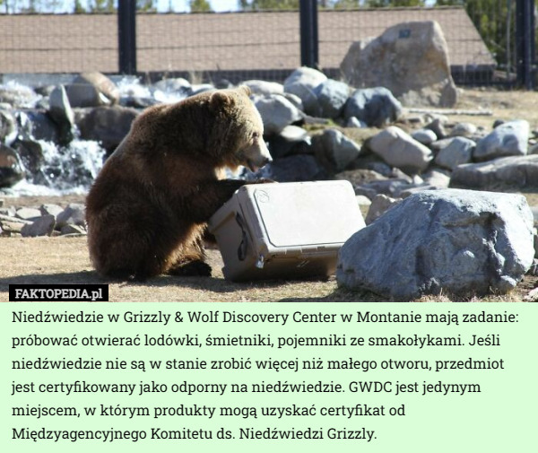 Niedźwiedzie w Grizzly & Wolf Discovery Center w Montanie mają zadanie: próbować otwierać lodówki, śmietniki, pojemniki ze smakołykami. Jeśli niedźwiedzie nie są w stanie zrobić więcej niż małego otworu, przedmiot jest certyfikowany jako odporny na niedźwiedzie. GWDC jest jedynym miejscem, w którym produkty mogą uzyskać certyfikat od Międzyagencyjnego Komitetu ds. Niedźwiedzi Grizzly. 