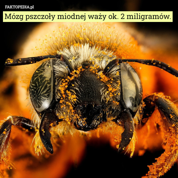 Mózg pszczoły miodnej waży ok. 2 miligramów. 