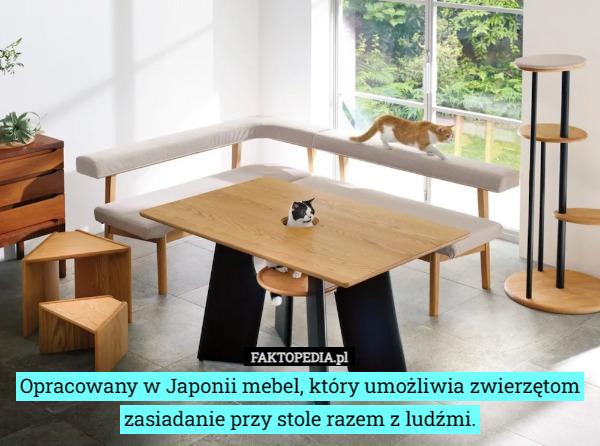 Opracowany w Japonii mebel, który umożliwia zwierzętom zasiadanie przy stole razem z ludźmi. 