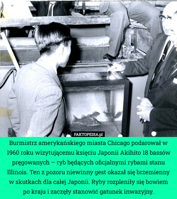 Burmistrz amerykańskiego miasta Chicago podarował w 1960 roku wizytującemu księciu Japonii Akihito 18 bassów pręgowanych – ryb będących oficjalnymi rybami stanu Illinois. Ten z pozoru niewinny gest okazał się brzemienny w skutkach dla całej Japonii. Ryby rozpleniły się bowiem
 po kraju i zaczęły stanowić gatunek inwazyjny. 