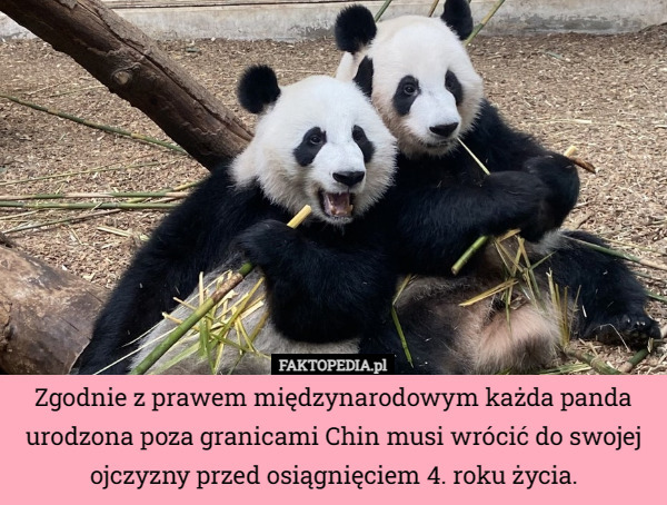 Zgodnie z prawem międzynarodowym każda panda urodzona poza granicami Chin musi wrócić do swojej ojczyzny przed osiągnięciem 4. roku życia. 