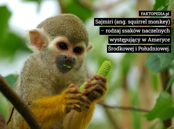 Sajmiri (ang. squirrel monkey) – rodzaj ssaków naczelnych występujący w Ameryce Środkowej i Południowej. 